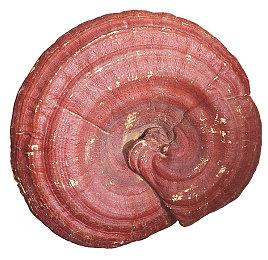 SIE计划每年都在PS5推出一部高品质单机大作